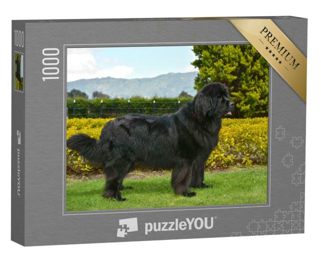 Puzzle 1000 Teile „Schwarzer Neufundländer“