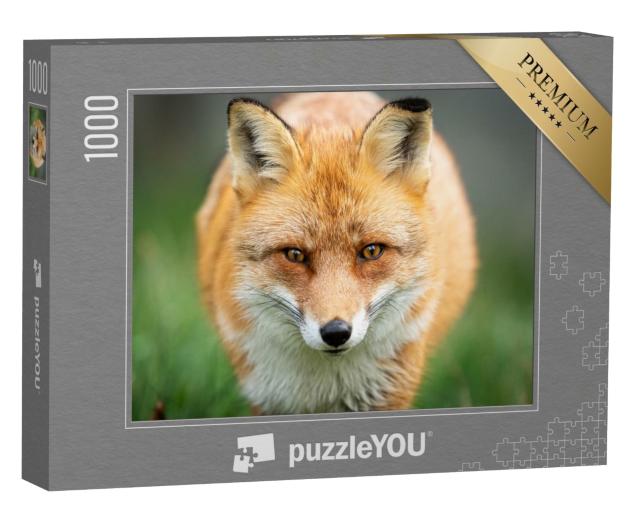 Puzzle 1000 Teile „Rotfuchs auf der Jagd“