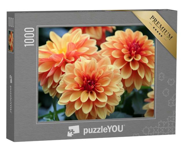 Puzzle 1000 Teile „Bunte Dahlienblüten “
