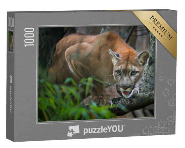 Puzzle 1000 Teile „Ein Berglöwe auf der Jagd“