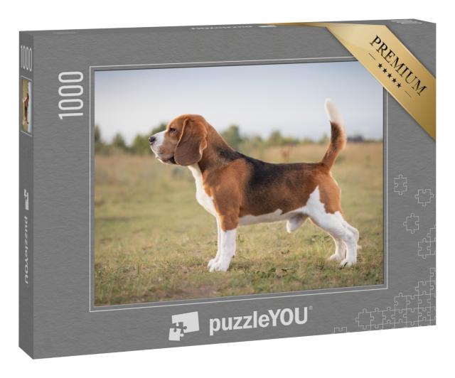 Puzzle 1000 Teile „Ein Beagle, bereit zur Jagd“