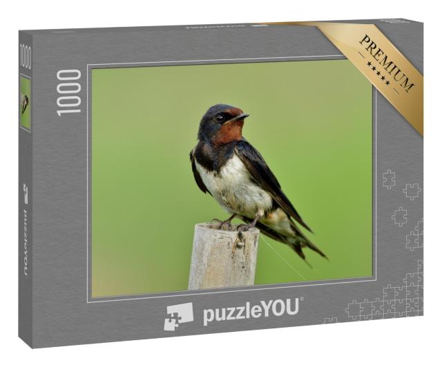 Puzzle 1000 Teile „Rauchschwalbe, auch bekannt als Mauersegler“