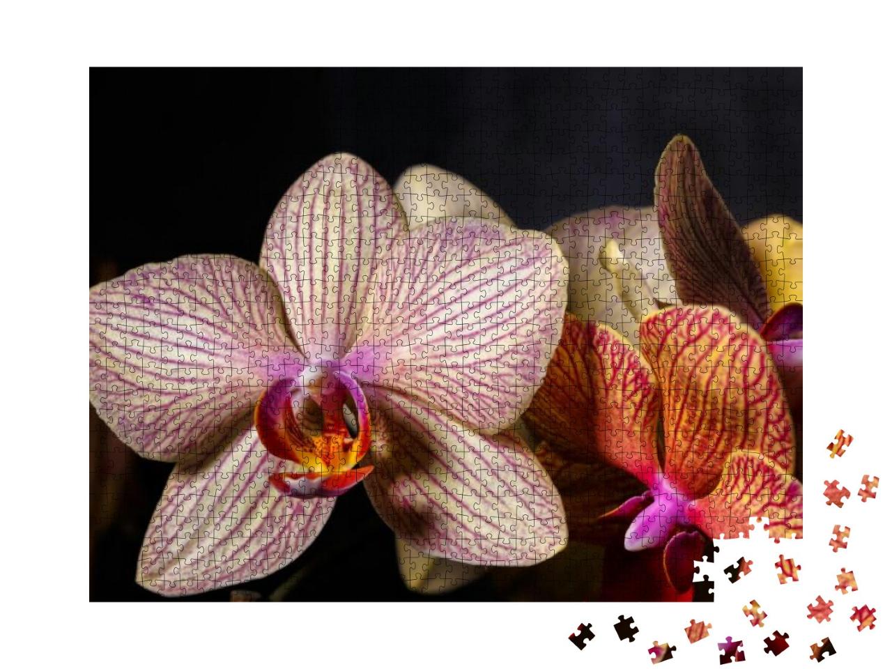 Puzzle 1000 Teile „Wunderschöne gelb-rosa Orchideenblüte in Nahaufnahme“