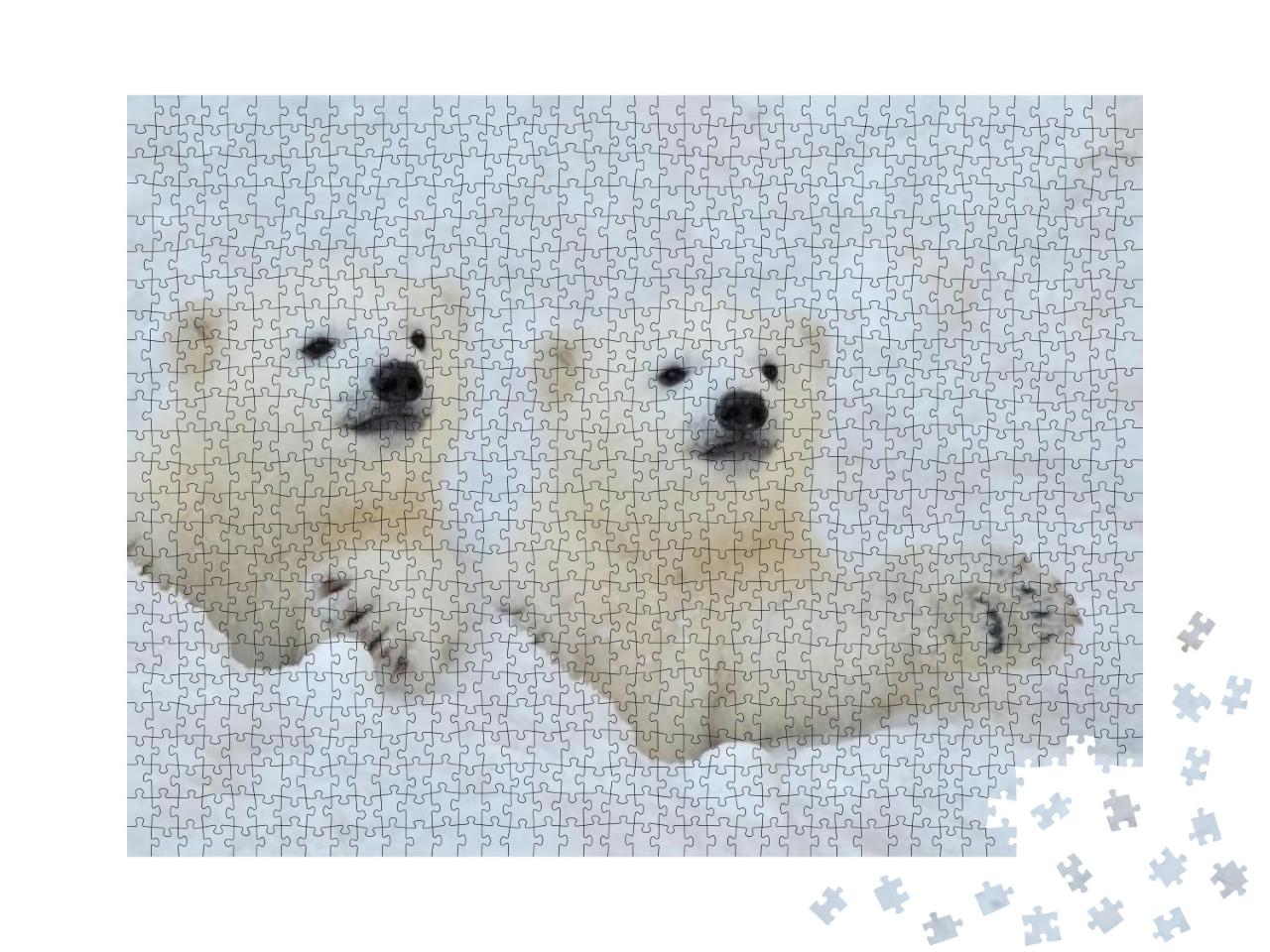 Puzzle 1000 Teile „Zwei weiße Eisbärenjunge im Schnee“