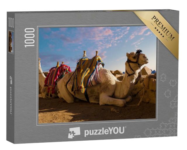 Puzzle 1000 Teile „Dromedar-Kamel vor dem Berg Sinai, Ägypten“