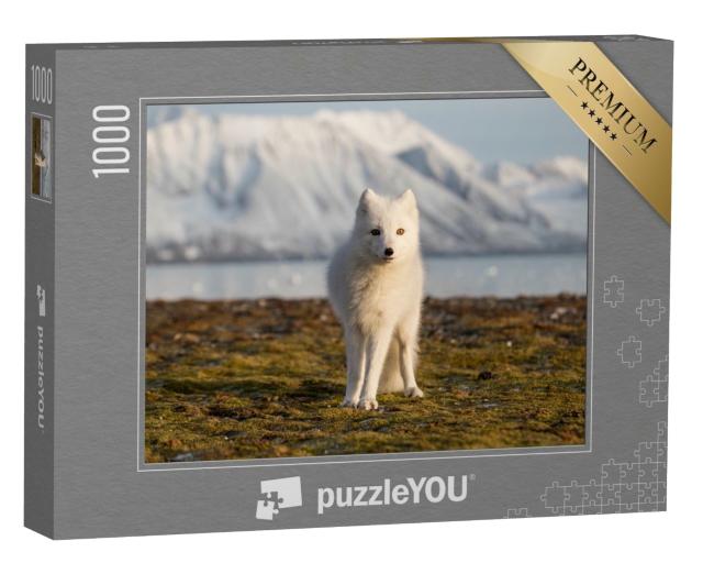 Puzzle 1000 Teile „Polarfuchs in den Strahlen des Sonnenuntergangs“