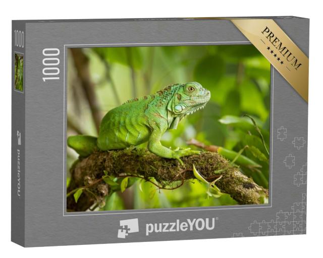 Puzzle 1000 Teile „Der Grüne Leguan, auch Amerikanischer Leguan genannt“