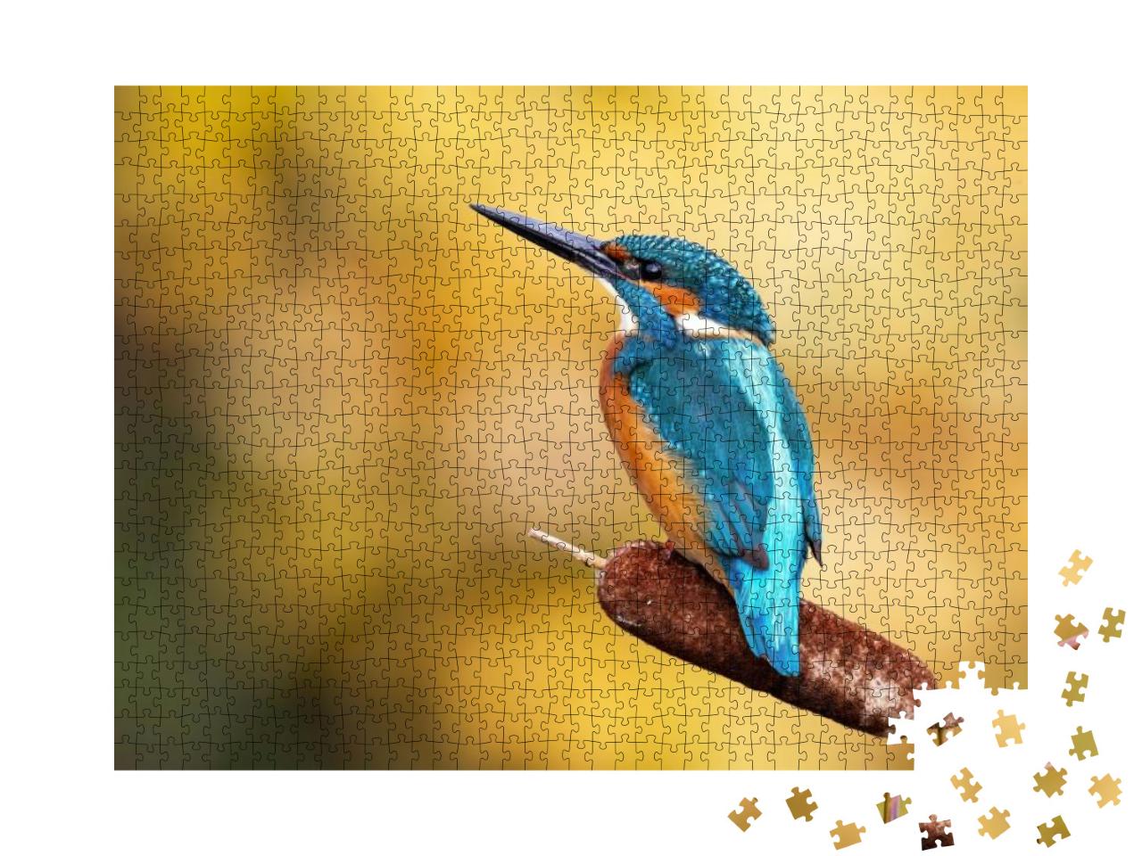 Puzzle 1000 Teile „Ein männlicher Eisvogel mit prächtigem Gefieder“