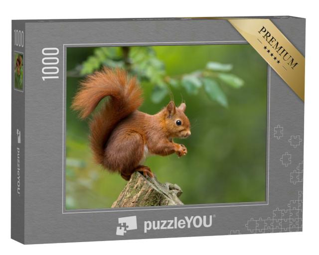 Puzzle 1000 Teile „Rotes Eichhörnchen“
