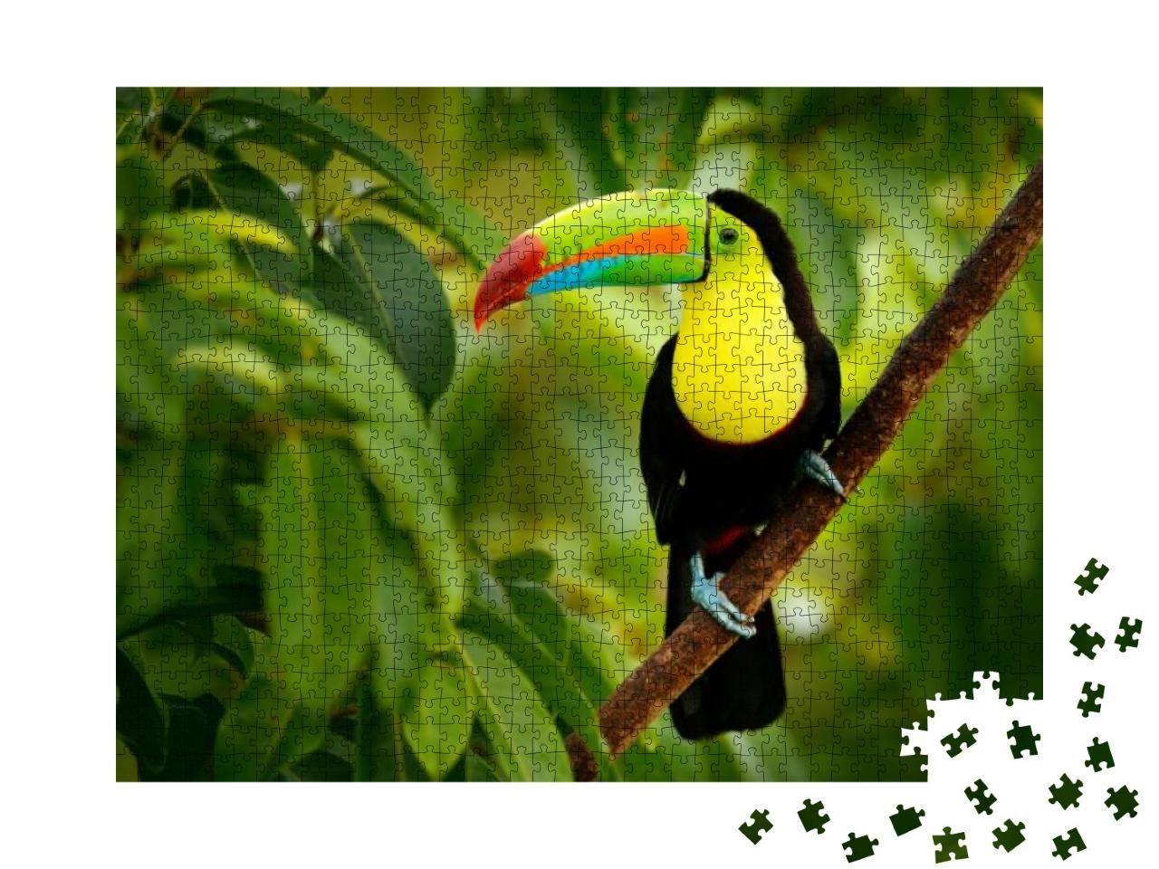 Puzzle 1000 Teile „Tukan auf Costa Rica“