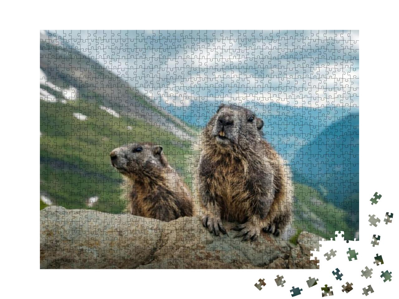Puzzle 1000 Teile „Zwei Murmeltiere und eine schöne Aussicht am Großglockner“