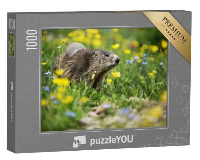 Puzzle 1000 Teile „Murmeltier in einer Frühlingswiese“