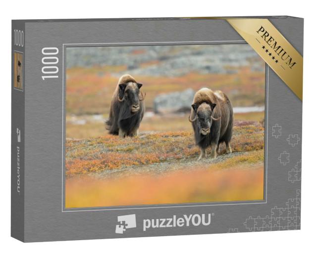 Puzzle 1000 Teile „Moschusochsen in ihrem natürlichen Lebensraum“