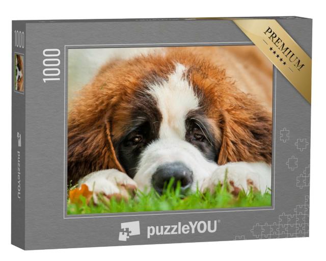 Puzzle 1000 Teile „Porträt eines Bernhardinerwelpen im Gras“