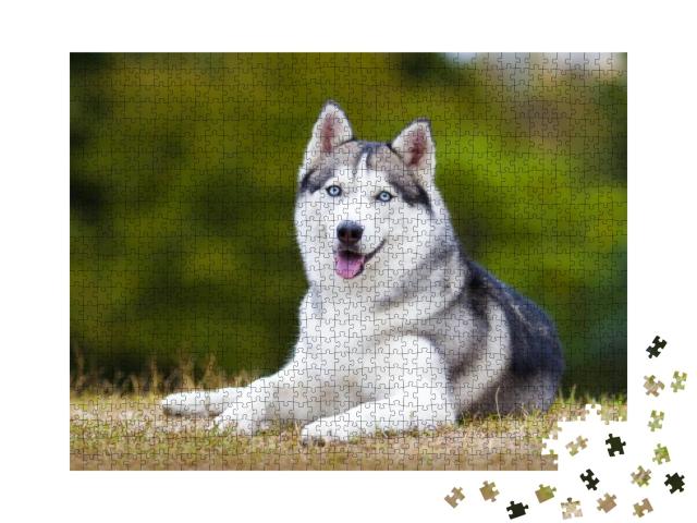 Puzzle 1000 Teile „Porträt eines sibirischen Huskys“