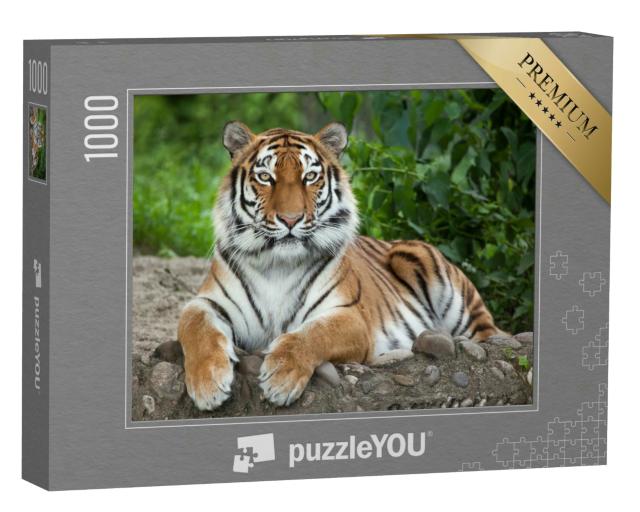 Puzzle 1000 Teile „Sibirischer Tiger, auch bekannt als Amur-Tiger“