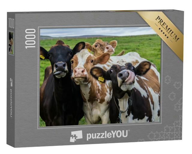 Puzzle 1000 Teile „Vier Kühe schauen in die Kamera“