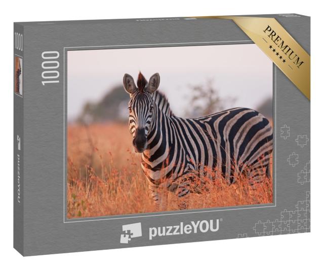 Puzzle 1000 Teile „Ein Steppenzebra: Equus quagga im Kruger-Nationalpark in Südafrika“