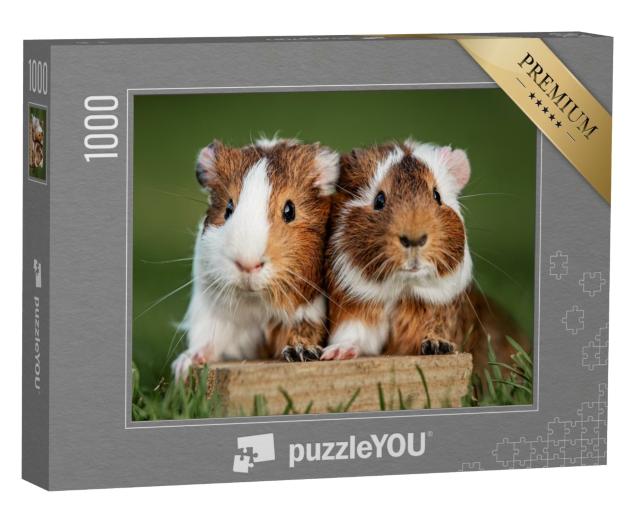Puzzle 1000 Teile „Zwei Meerschweinchen“