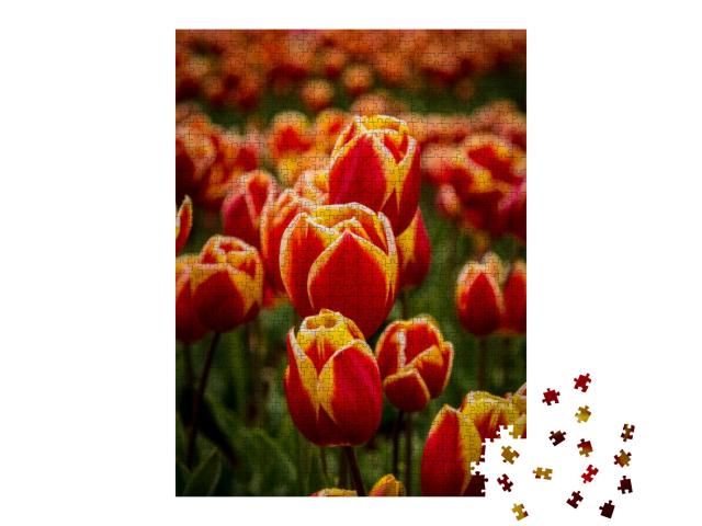 Puzzle 1000 Teile „Zweifarbige Tulpen auf der Tulpenfarm “