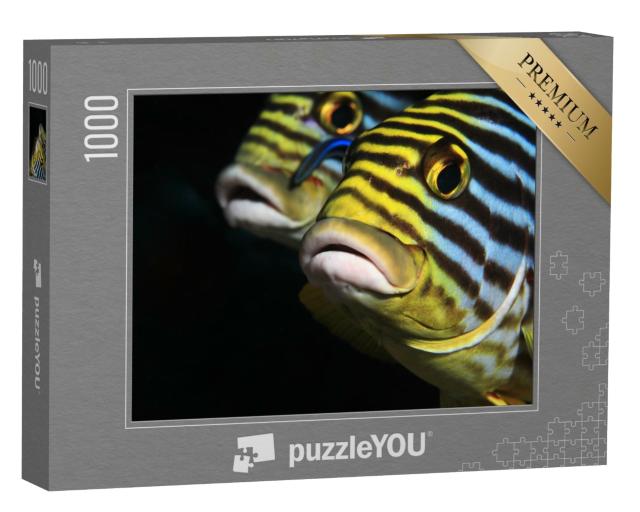 Puzzle 1000 Teile „Orientalischer Süßlippenfisch, Malediven“