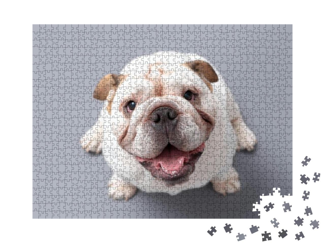 Puzzle 1000 Teile „Britische Bulldogge Welpe schaut nach oben “