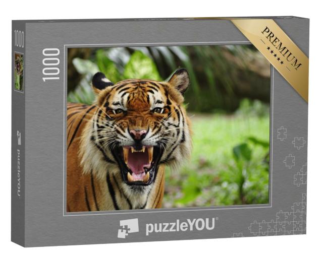 Puzzle 1000 Teile „Gebleckte Zähne eines Tigers“