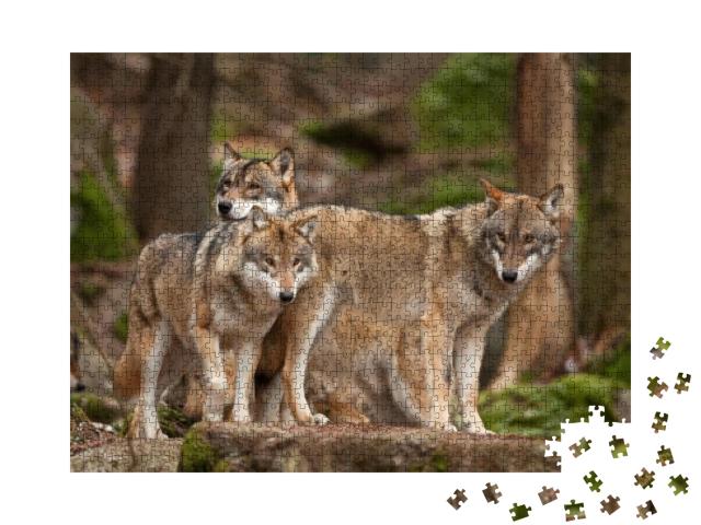 Puzzle 1000 Teile „Wolfsfamilie in ihrem natürlichen Lebensraum“