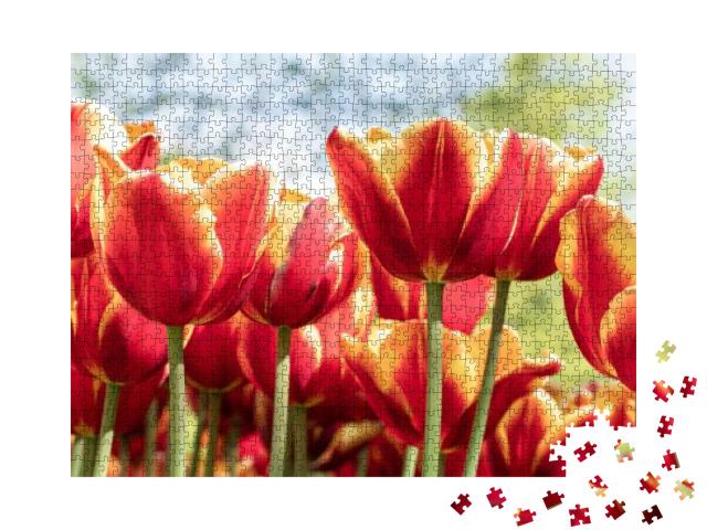 Puzzle 1000 Teile „Rote Tulpen beim Tulpenfest Morges, Schweiz“