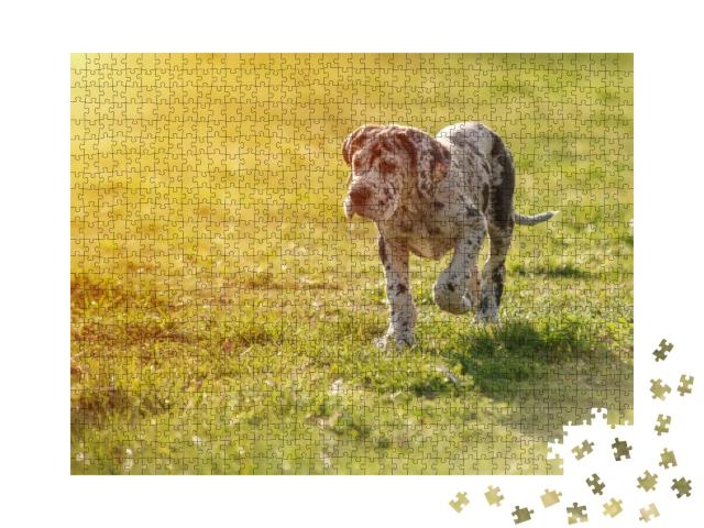 Puzzle 1000 Teile „Deutsche Dogge auf dem Rasen“