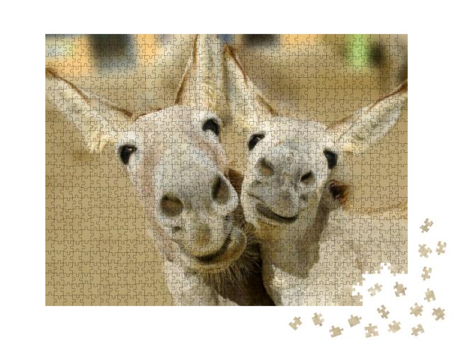 Puzzle 1000 Teile „Zwei cremefarbene Esel “