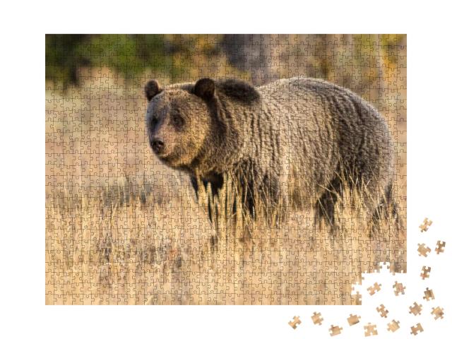 Puzzle 1000 Teile „Ein Grizzlybär im Teton National Park“