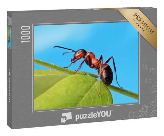 Puzzle 1000 Teile „Ameise entspannt sich im Gras“