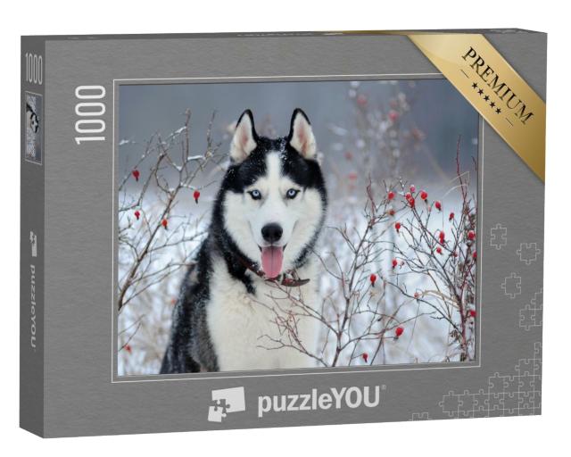 Puzzle 1000 Teile „Sibirischer Husky mit blauen Augen im Winter“