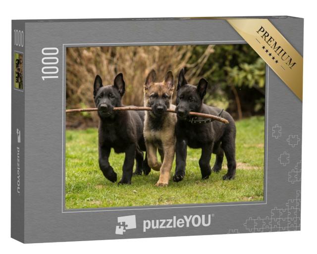 Puzzle 1000 Teile „Drei Schäferhundwelpen bringen einen Stock“