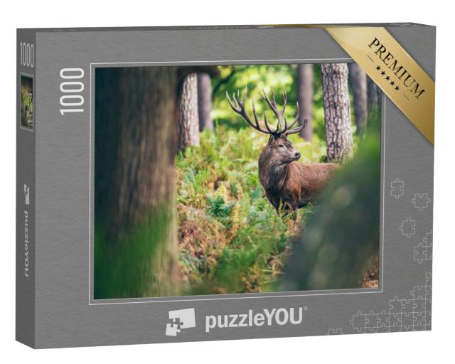Puzzle 1000 Teile „Rothirsch zwischen Farnen im Herbstwald“