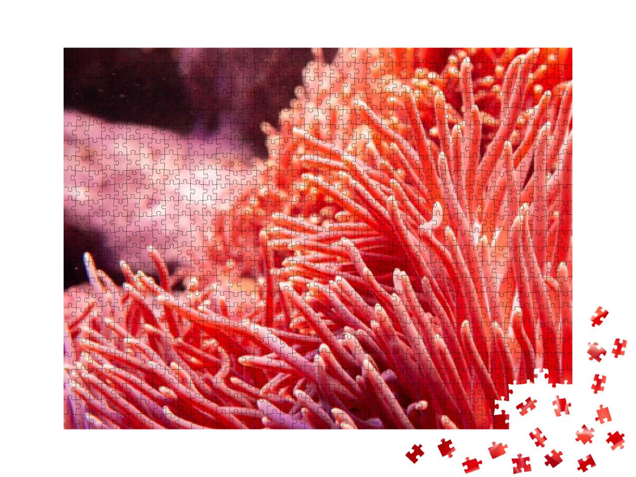 Puzzle 1000 Teile „Rosarote Koralle in der Unterwasserwelt“