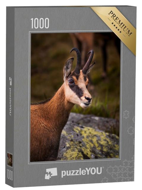 Puzzle 1000 Teile „Porträt einer Gämse in der Natur“