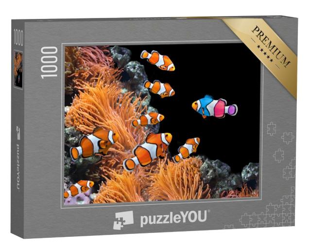 Puzzle 1000 Teile „Schwarm von Standard-Clownfischen und ein bunter Fisch “