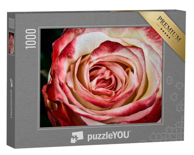 Puzzle 1000 Teile „Rote und weiße Rose “