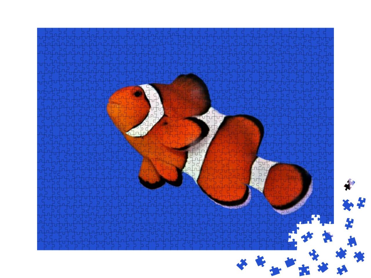 Puzzle 1000 Teile „Oranger Clownfisch, Percula-Clownfisch“