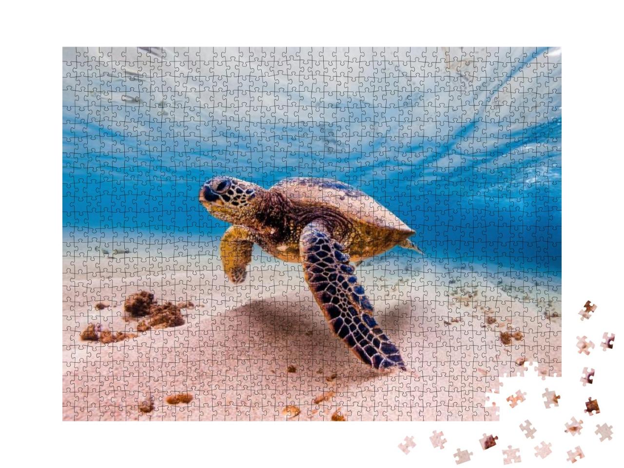Puzzle 1000 Teile „Grüne Meeresschildkröte, Hawaii, seltenes Tier“