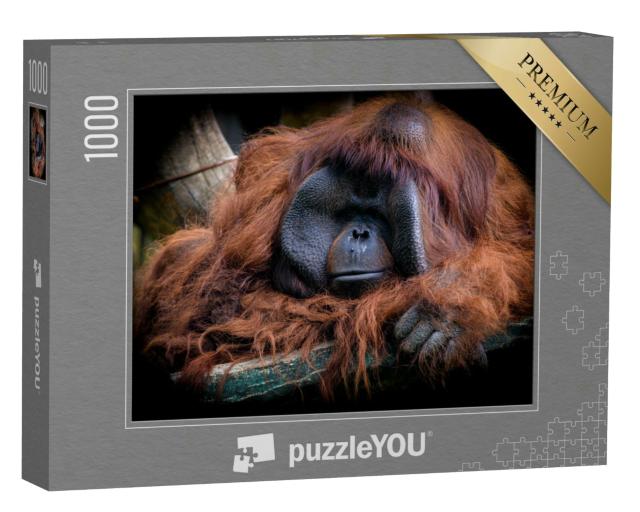 Puzzle 1000 Teile „Der männliche Borneo-Orang-Utan, Pongo pygmaeus“