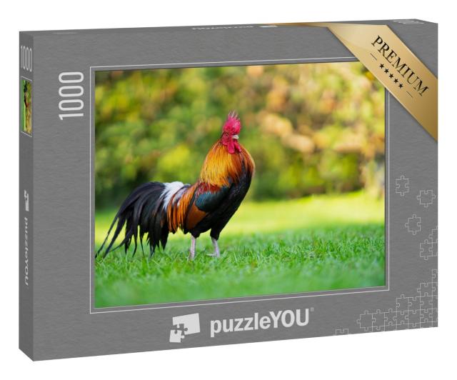 Puzzle 1000 Teile „Imposanter Hahn auf der grünen Wiese“