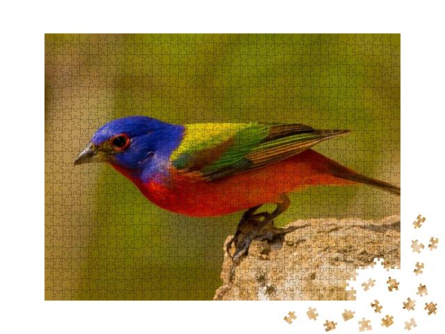 Puzzle 1000 Teile „Die Rohrammer, Amerikas schönster Singvogel“
