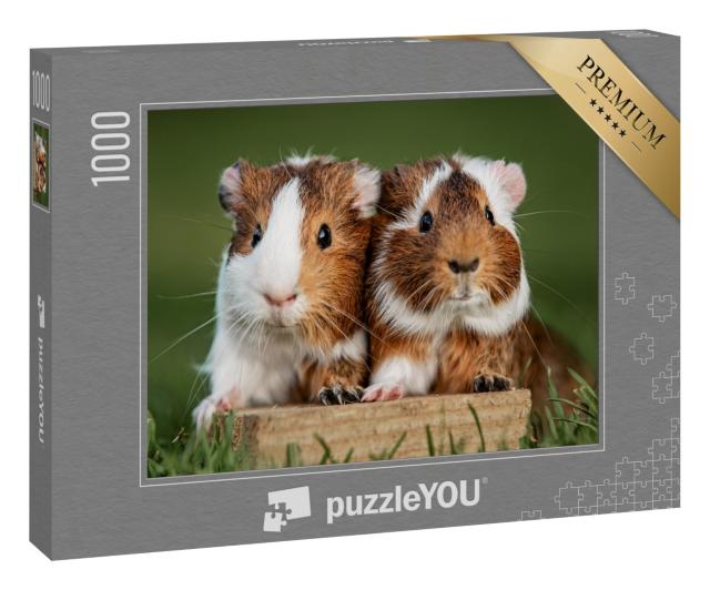 Puzzle 1000 Teile „Zwei Meerschweinchen“