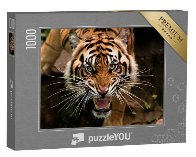 Puzzle 1000 Teile „Ein Sumatra-Tiger auf der Jagd“