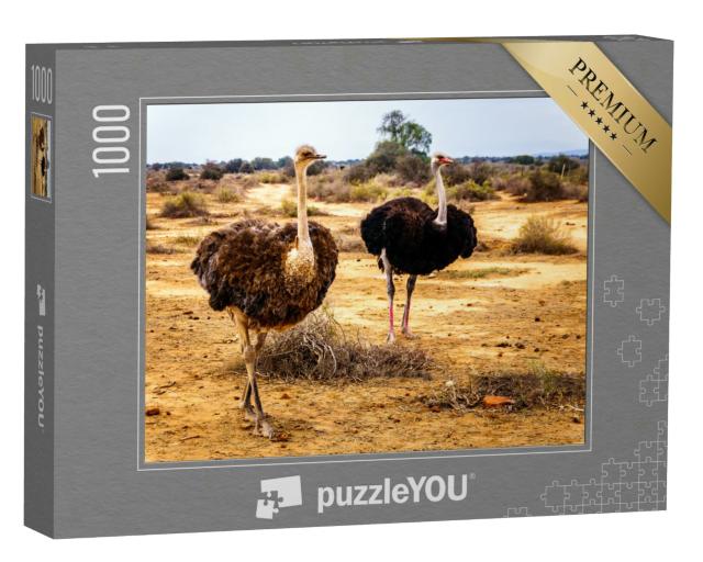 Puzzle 1000 Teile „Weiblicher und männlicher Strauß in der Halbwüstenregion, Westkap in Südafrika“