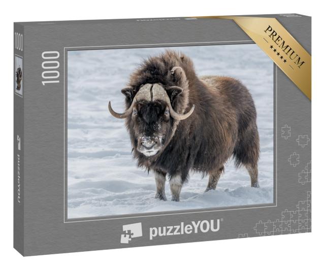 Puzzle 1000 Teile „Moschusochse im Schnee“