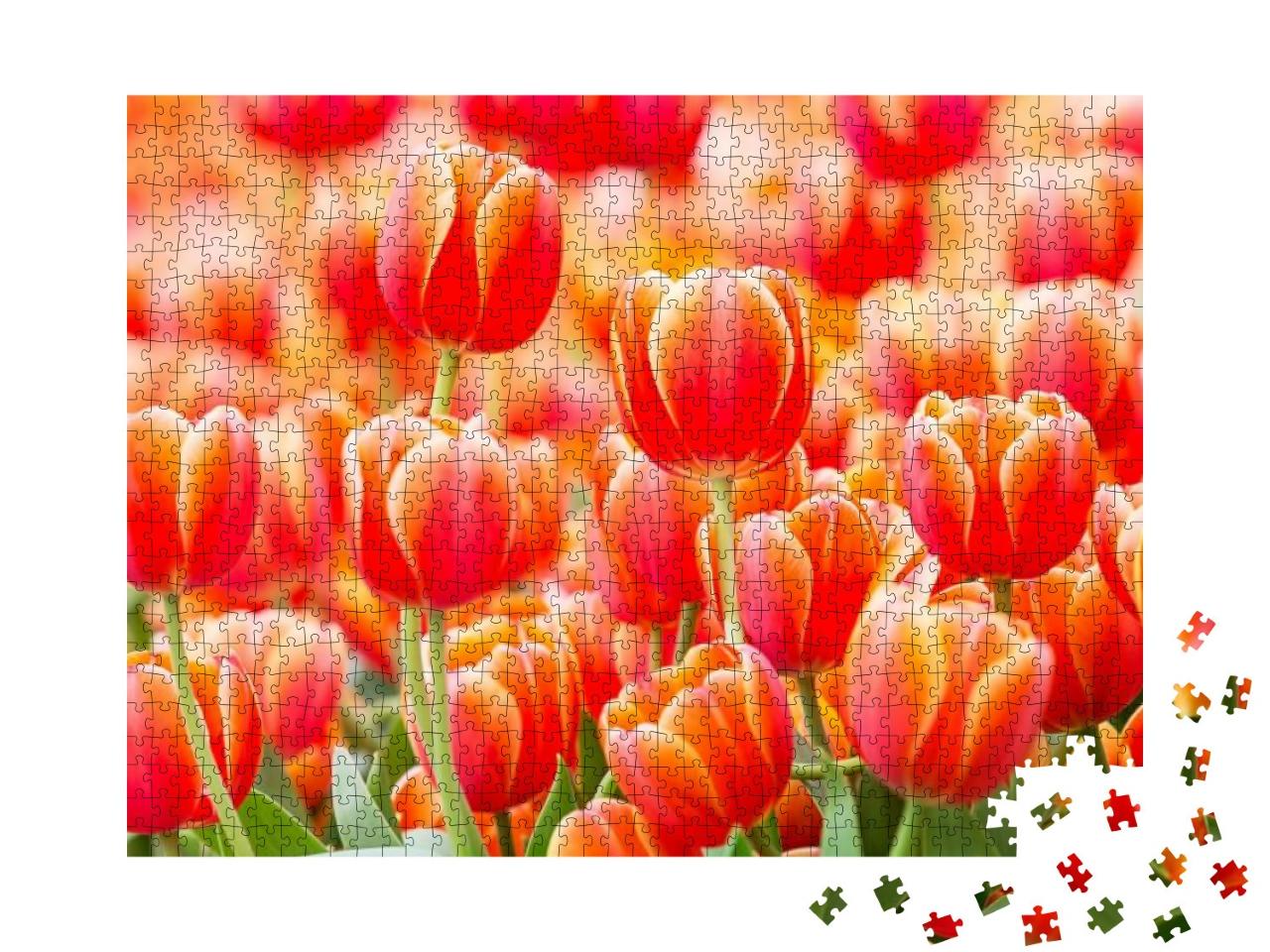 Puzzle 1000 Teile „Nahaufnahme einer roten Tulpe “
